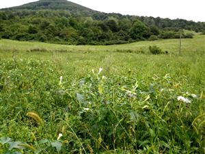 druh na SZ okraji lokality